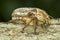 Anoxia orientalis / oriental maybug