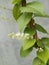 Anredera cordifolia or Madeira Vine Flowers and Leaves