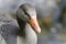 Anser anser, greylag goose