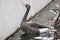 Anser anser, Greylag Goose.