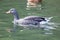 Anser anser, Greylag Goose.