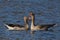 Anser anser, Greylag goose wild water bird