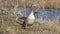Anser anser - wild geese