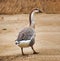 Anser Bird. The waterfowl genus Anser includes the grey geese and the white geese. It belongs to the true geese and swan subfamily