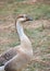 Anser Bird. The waterfowl genus Anser includes the grey geese and the white geese. It belongs to the true geese and swan subfamily