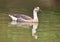 Anser Bird. The waterfowl genus Anser includes the grey geese and the white geese. It belongs to the true geese and swan subfamily