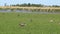 Anser fabalis, Bean Goose, Lower rhine family in a Austrian nature conservation area near the village Rust