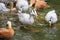 Anser indicus, Eulabeia indica, Bar-headed Goose.