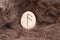 Ansuz Nordic stone rune on animal fur. Letter Aesc of the Viking alphabet