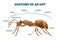 Ant anatomical structure vector illustration. Labeled biological body scheme