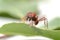 Ant ants walking on green leaf.