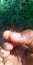 Ant. Arthropod. Nature. Beautiful. On thumb