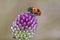 Ant bag beetle - Clytra laeviuscula - on ball-head onion or round-headed leek - Allium sphaerocephalon