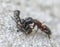 An Ant carrying a dead house fly on a concrete floor surface.