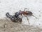 An Ant carrying a dead house fly on a concrete floor surface.