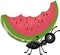 Ant Carrying Watermelon