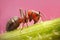 Ant close up sitting on a nettle