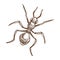 Ant closeup monochrome sketch outline white vector illustration