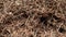 An ant colony close up, formica rufa, also known as the red wood, southern wood or horse ant running in an ant hill in