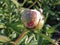 Ant crawls on the bud of the peony. on a closed flower drops of dew or rain