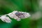 A Ant Damsel bug sits in a meadow on a dry bent with prey