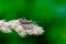 A Ant Damsel bug sits in a meadow on a dry bent with prey