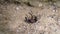 Ant. dead ant on the ground ant war between two colonies of pavement ants. close up of ants insect. battle of ants. ants war in th