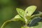 Ant eating green insects on green leaf of apple