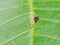 Ant extracting honeydew from aphids herd on leaf