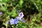Ant on Germander Speedwell Veronica chamaedrys Bird`s or cat`s eye small blue flowers