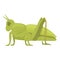 Ant grasshopper icon cartoon vector. Jump small