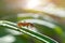 Ant on green plant close-up, macro photo. Nice soft sunlight.