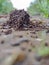 Ant hill insect home ant colony selective focus on subject background blur