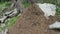 Ant hill under a alpine pine tree in summer time. active colony