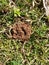 Ant house on green grass field