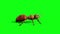 Ant Insect Attack and Die Side Green Screen 3D Rendering Animation