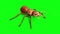 Ant Insect Attack Top Green Screen 3D Rendering Animation