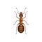 Ant insect, pest control, parasites extermination