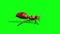 Ant insect run cycle side green screen 3D rendering animation