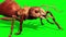 Ant Insect Walkcycle Green Screen 3D Rendering Animation