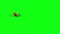 Ant insect walks green screen 3D rendering animation