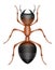 ant insects wildlife animals vector illustration