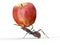 Ant is lifting an apple isolated on a white