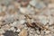 Ant Messor minor maurus carrying food, Integral Natural Reserve of Inagua.
