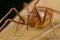 Ant mimic crab spider, Amyciaea lineatipes