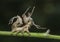 Ant Mimicking caterpillar seen at Hoollongapar Gibbon Sanctuary, Jorhat, Assam,India