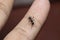 Ant Mimicking Jumping Spider on finger