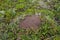 Ant mounds of the formica lugubris in the arctic tundra, northern Sweden