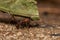 Ant Pheidole spp carrying leaf close up