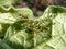 Ant on a piece of plant. Ant will rule the colony of aphids